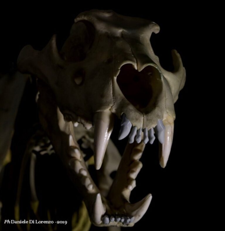 pantheraleo-fablab-palermo-museo-zoologico-doderlein-scansione3d-stampa3d